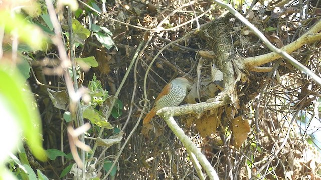 Bar-crested Antshrike - ML210290371