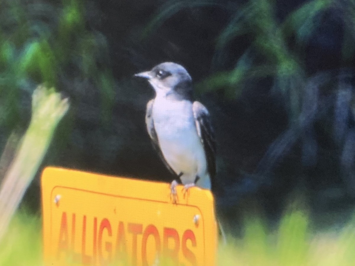 Eastern Kingbird - Chris Marshall