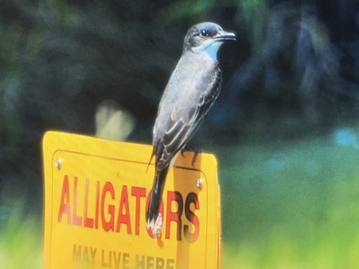 Eastern Kingbird - Chris Marshall