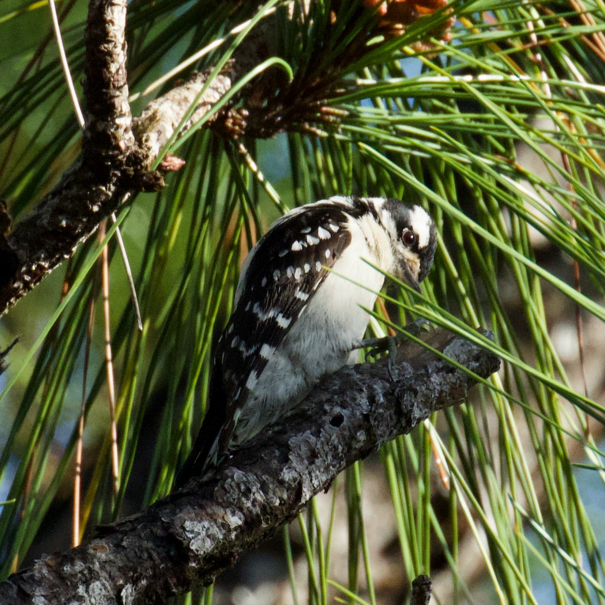 Downy Woodpecker (Eastern) - ML210291711