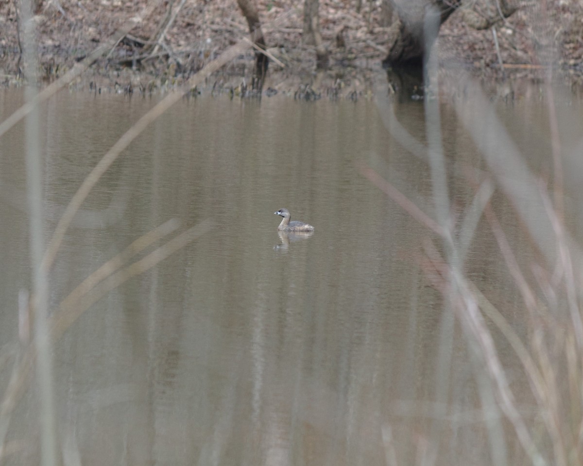 Pied-billed Grebe - ML210292651