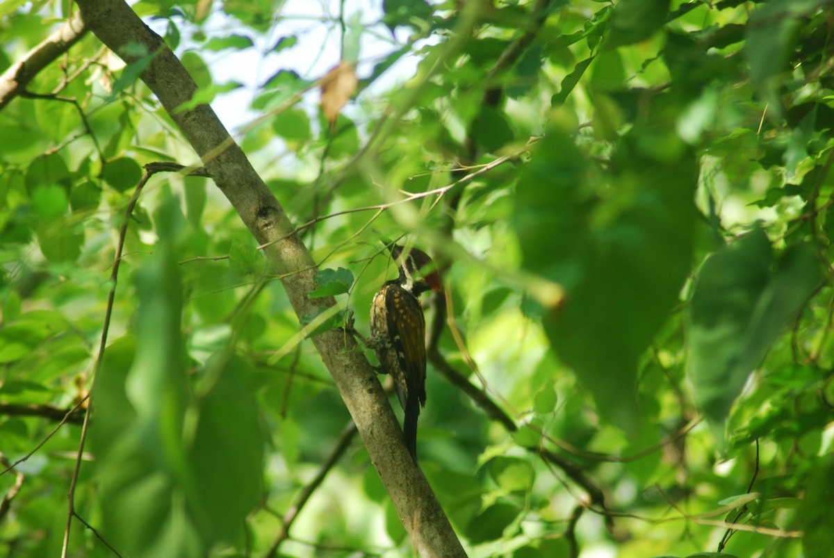 Black-rumped Flameback - ML210292771