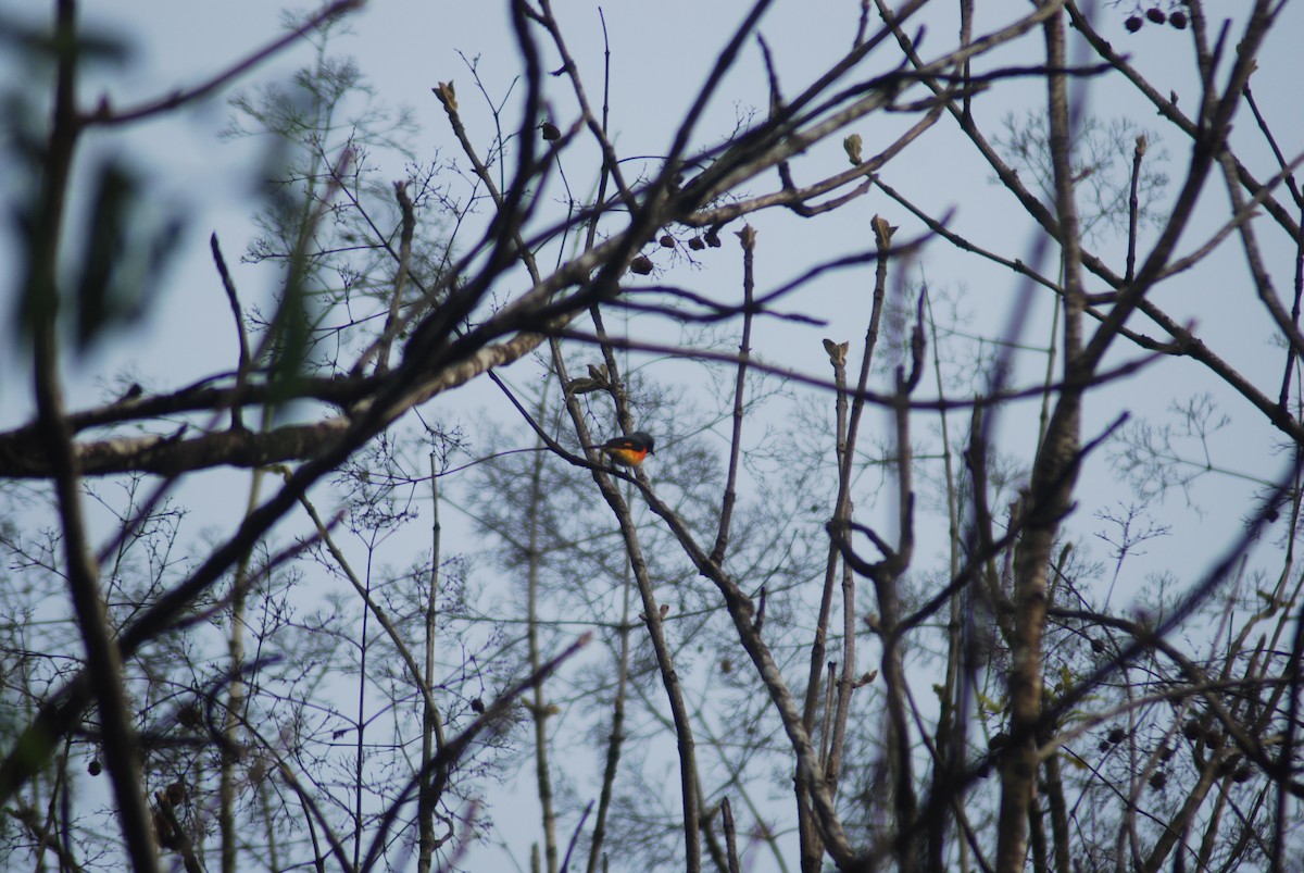 Small Minivet - ML210292891