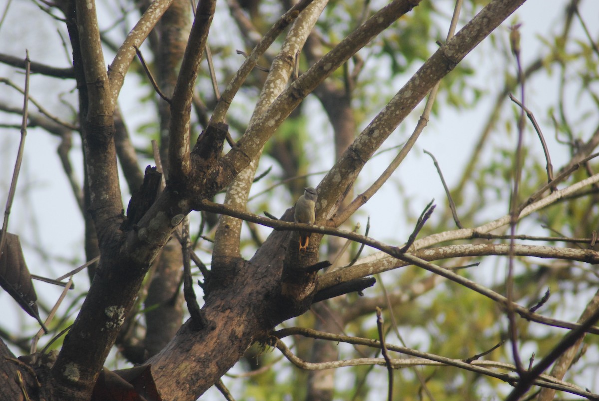 Small Minivet - ML210292901