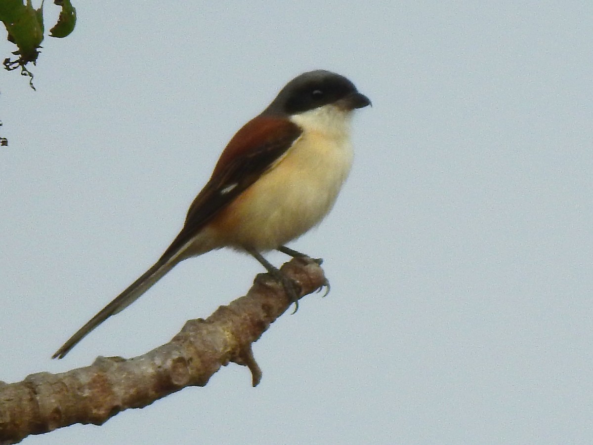 Burmese Shrike - ML210293021