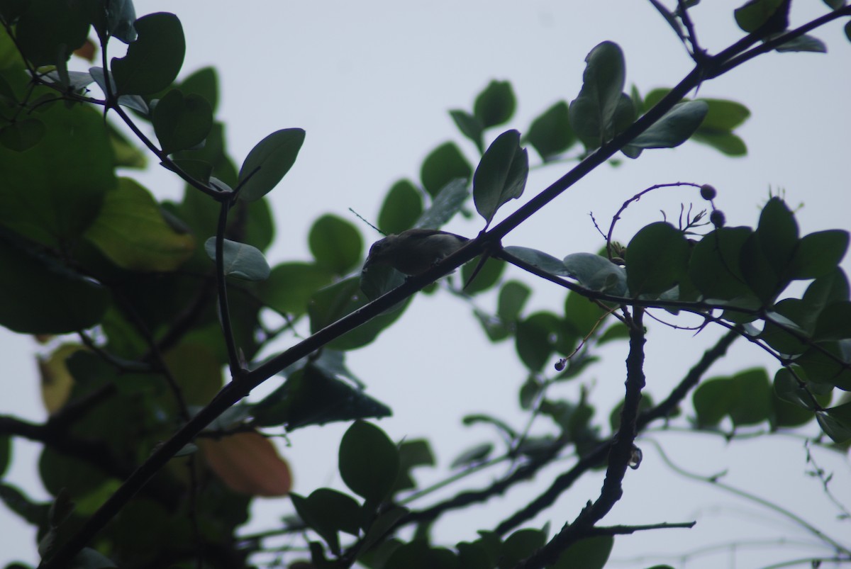 Nilgiri Flowerpecker - ML210293301