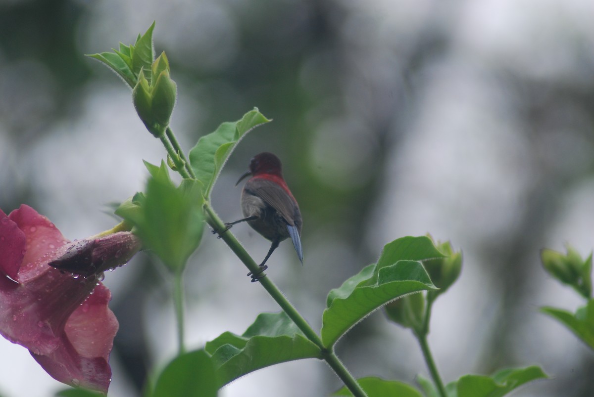 Vigors's Sunbird - ML210293381
