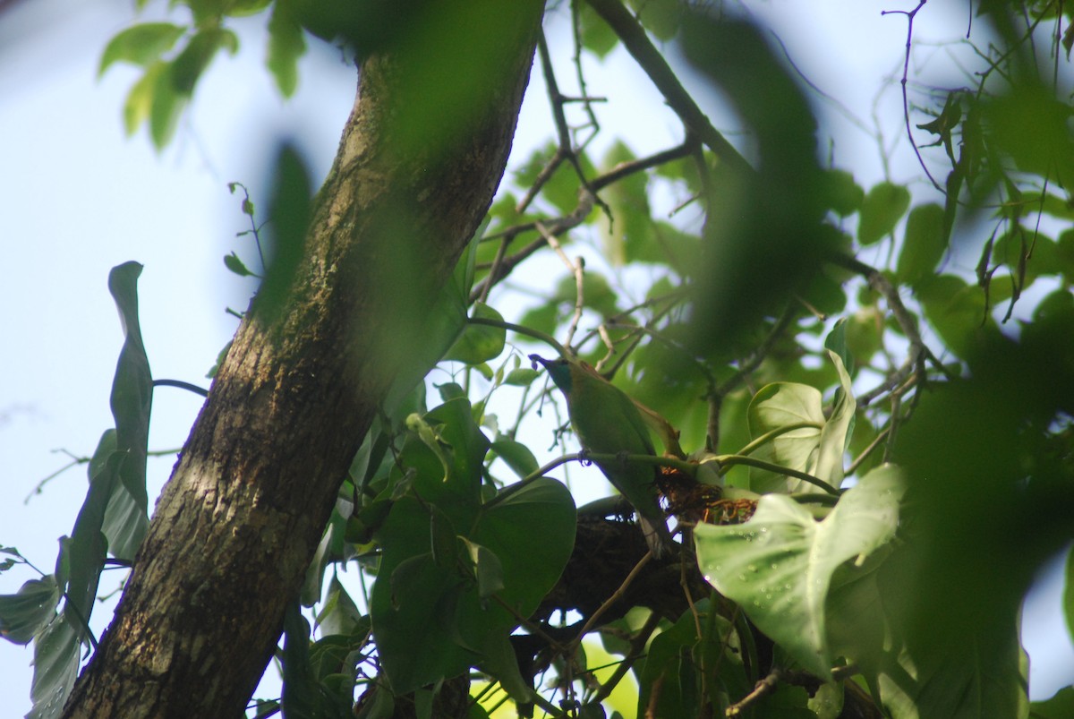 Jerdon's Leafbird - ML210293441