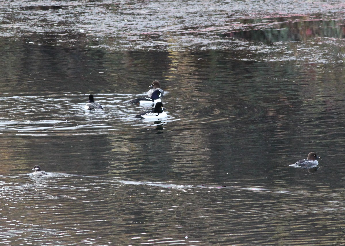 Barrow's Goldeneye - ML210293501