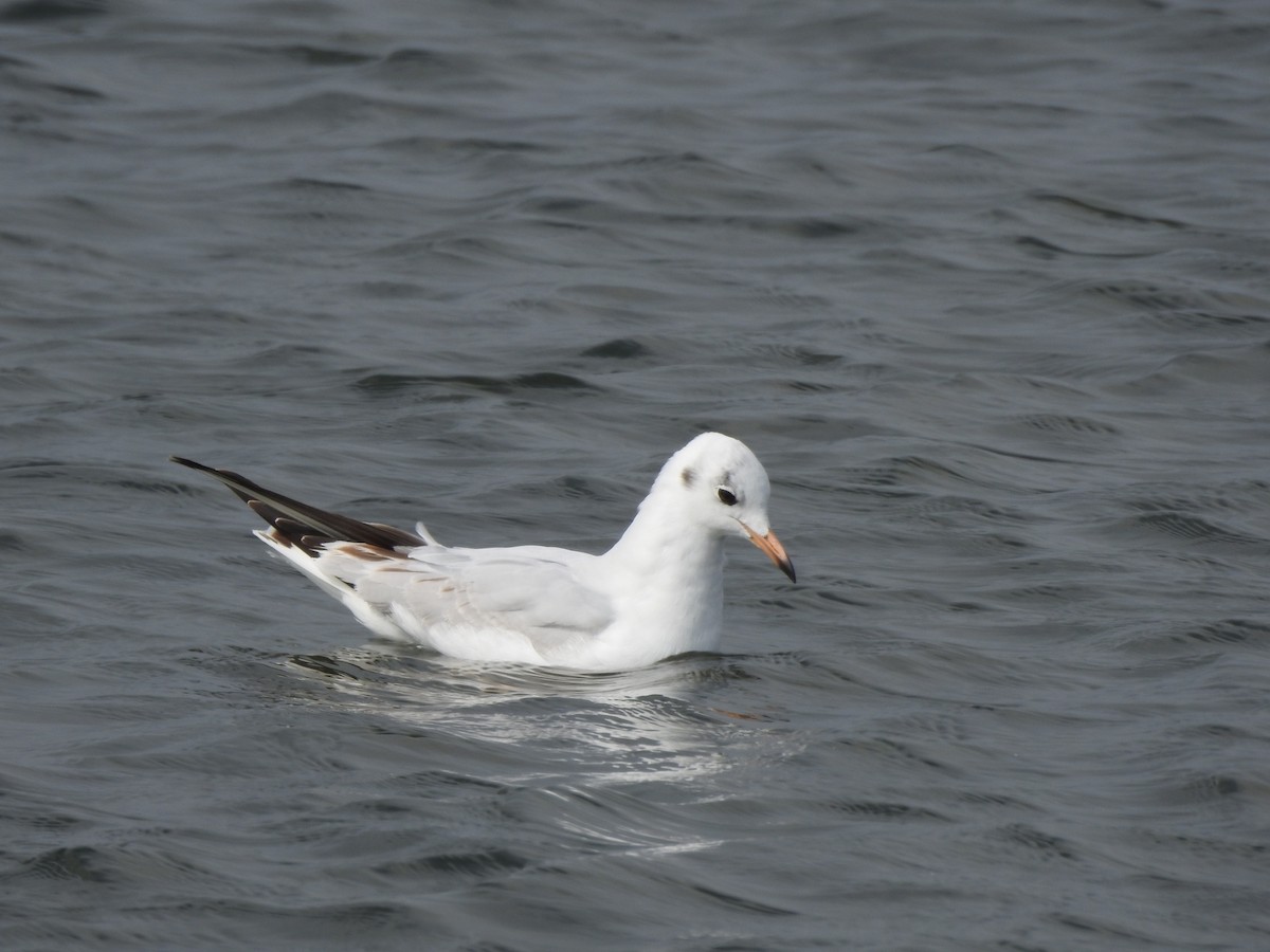 Black-headed Gull - ML210293511