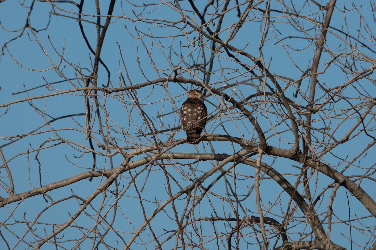 Cooper's Hawk - ML210293541