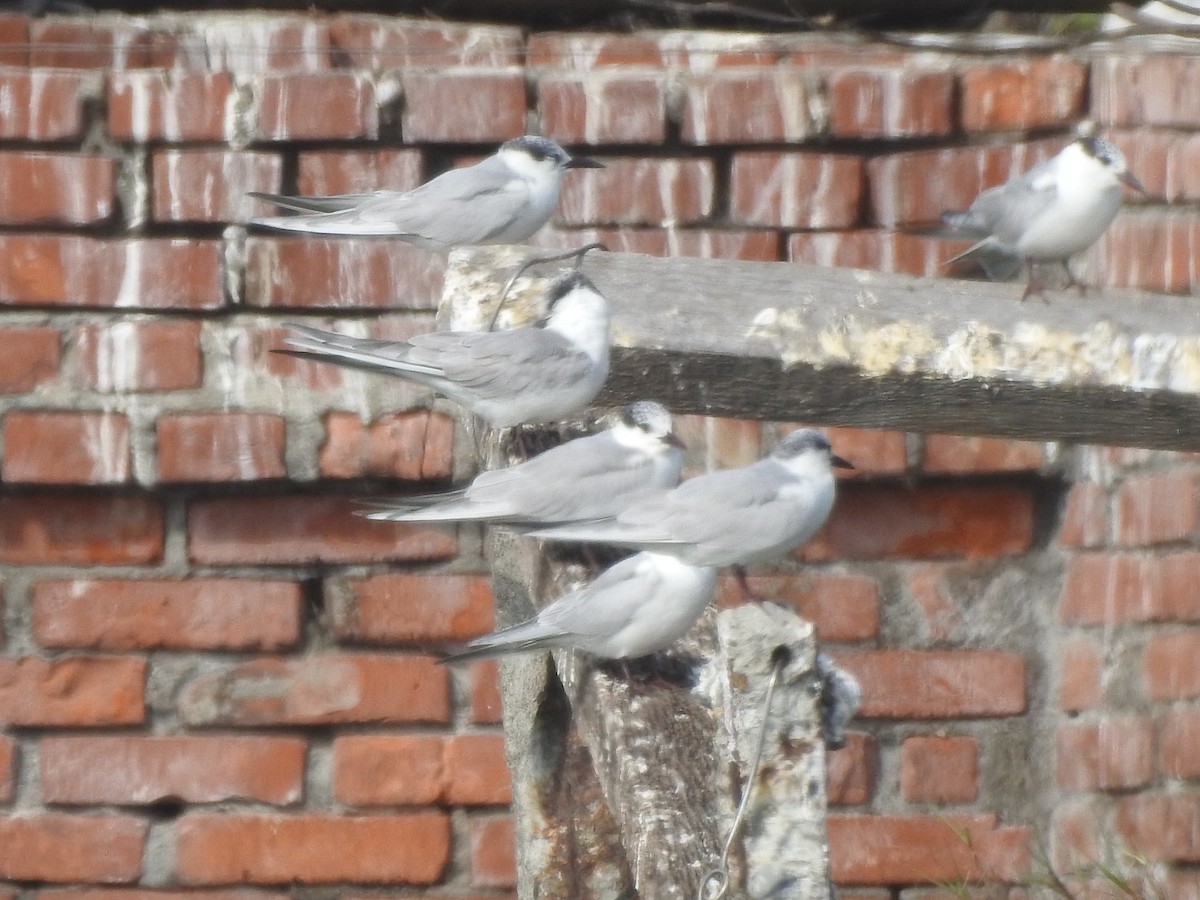 Whiskered Tern - ML210293801