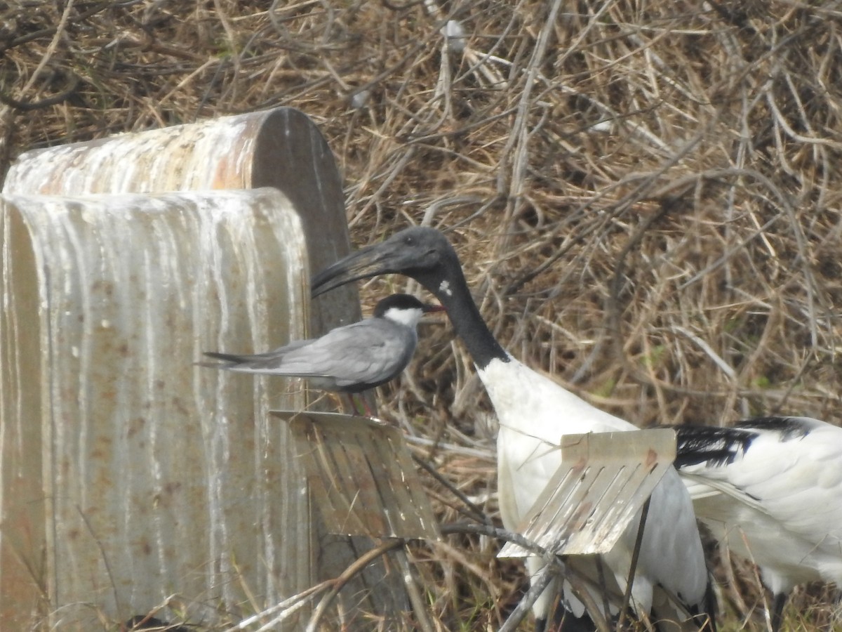 Whiskered Tern - Hui-Ming Zhong