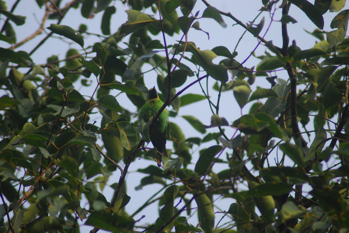Golden-fronted Leafbird - ML210294411