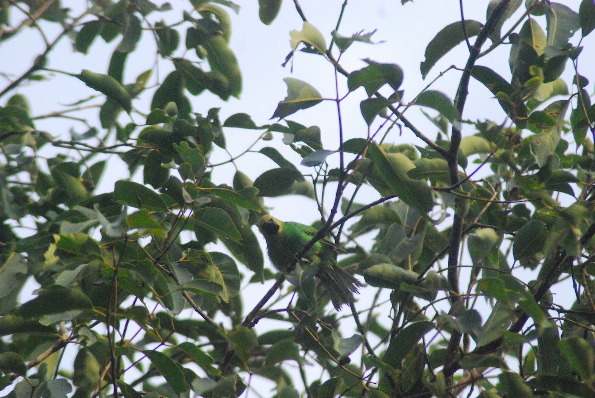 Golden-fronted Leafbird - ML210294421