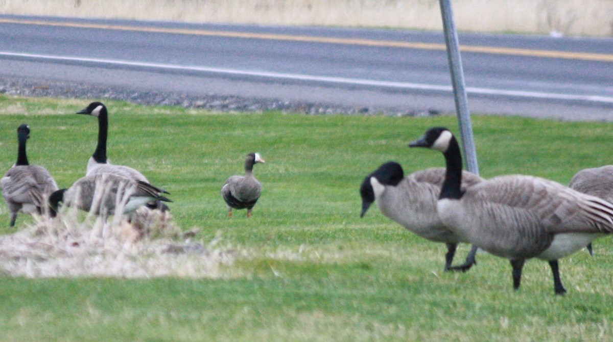 Greater White-fronted Goose - ML21029451