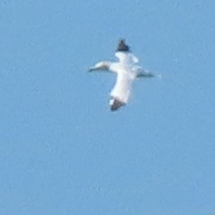 Northern Gannet - ML210294721