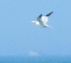 Northern Gannet - ML210294911