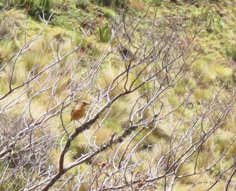 Tawny Antpitta - ML210295091