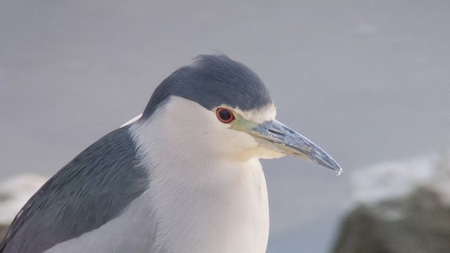 Black-crowned Night Heron - ML210295121