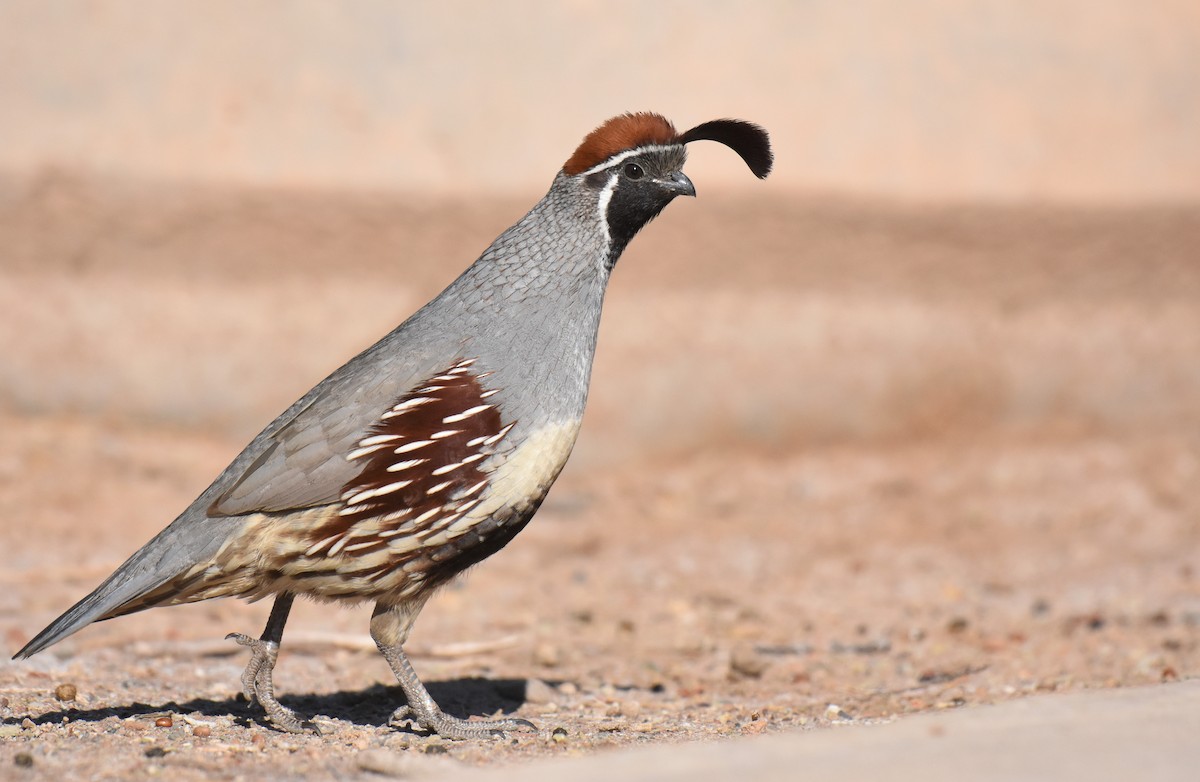 Gambel's Quail - Jason Vassallo