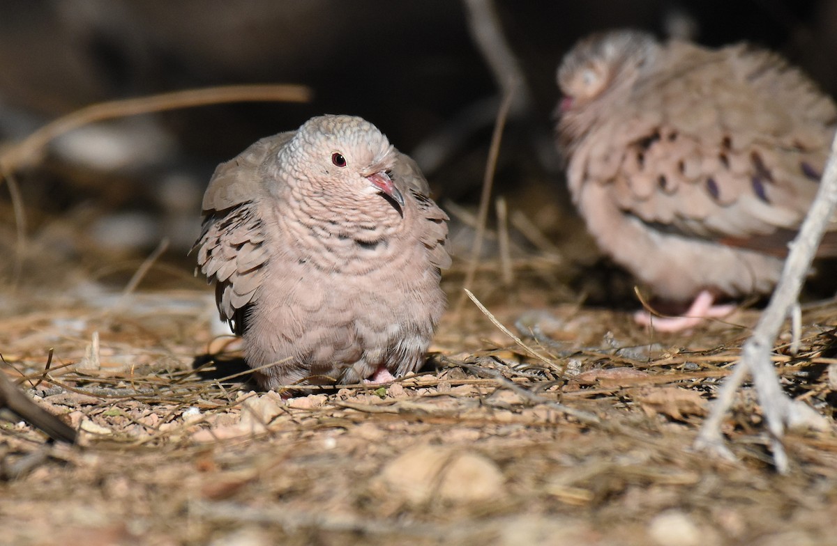 Common Ground Dove - ML210295411