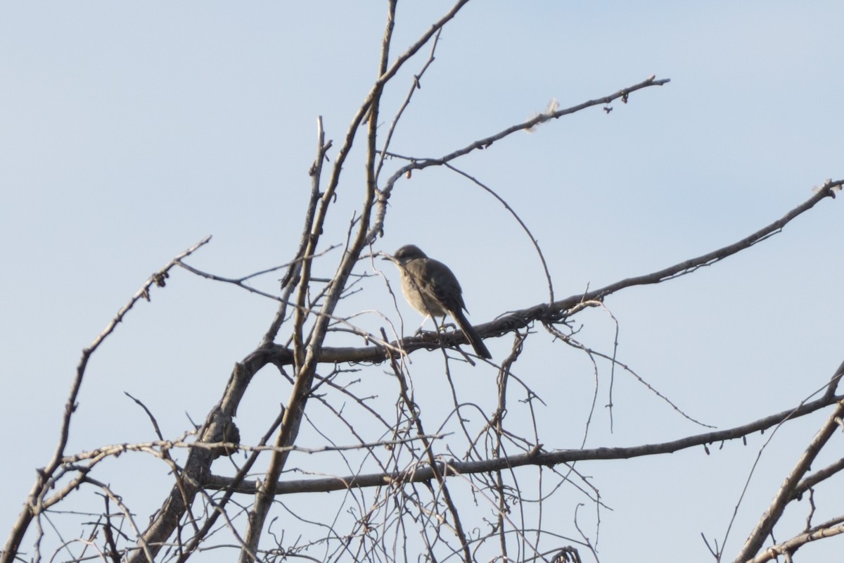 Curve-billed Thrasher - ML210295621