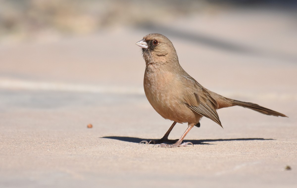Abert's Towhee - Jason Vassallo