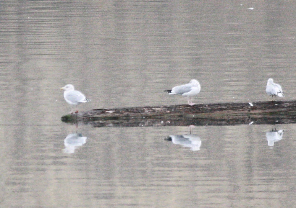 Gaviota Groenlandesa (thayeri) - ML21029601