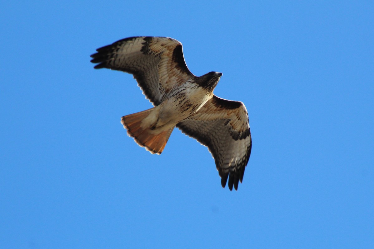 Red-tailed Hawk - Dan Kuhlman
