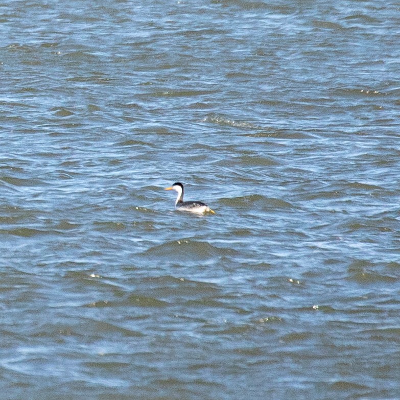 Clark's Grebe - ML210297001