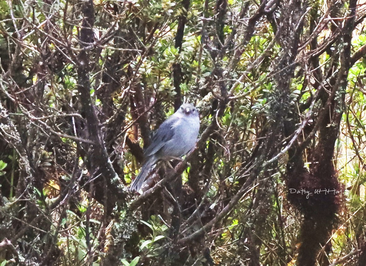 Plumbeous Sierra Finch - ML210298251