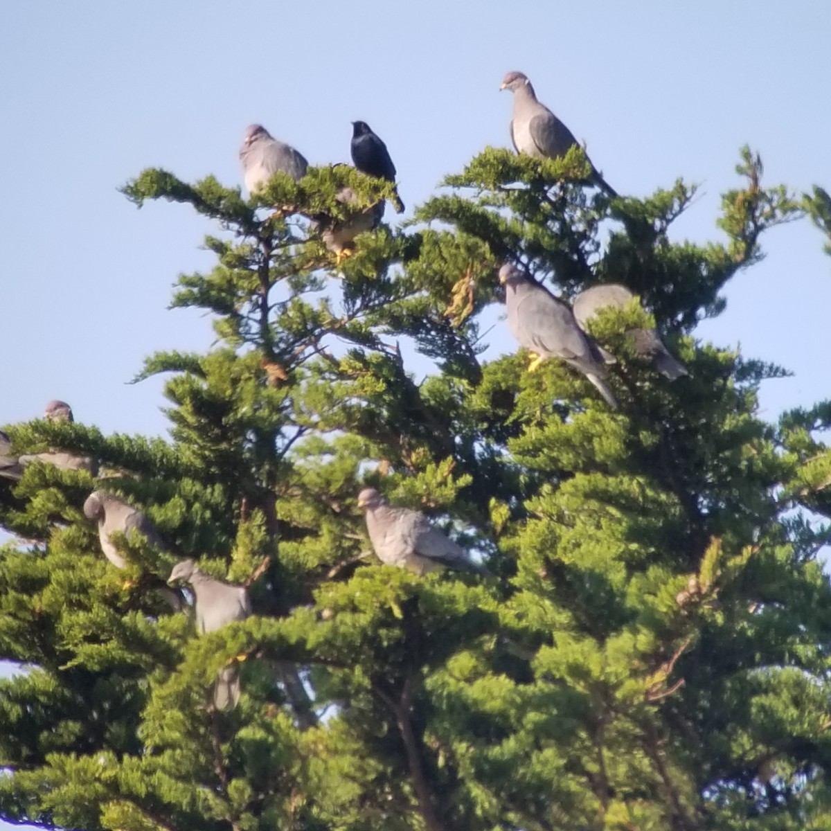 Band-tailed Pigeon - Donald Pendleton