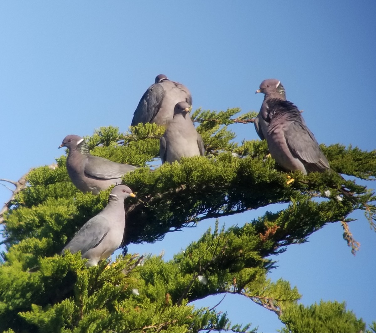Band-tailed Pigeon - ML210299201