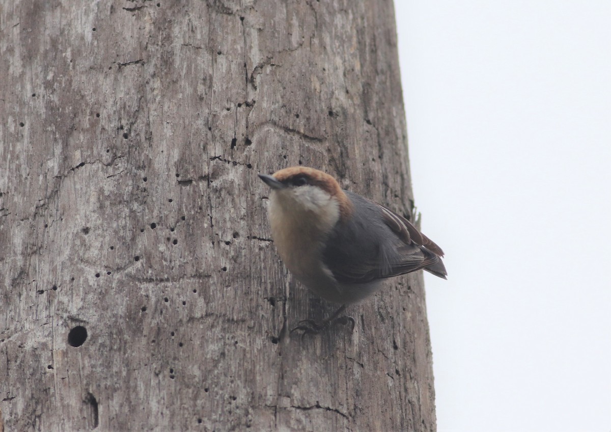 Brown-headed Nuthatch - ML210304561
