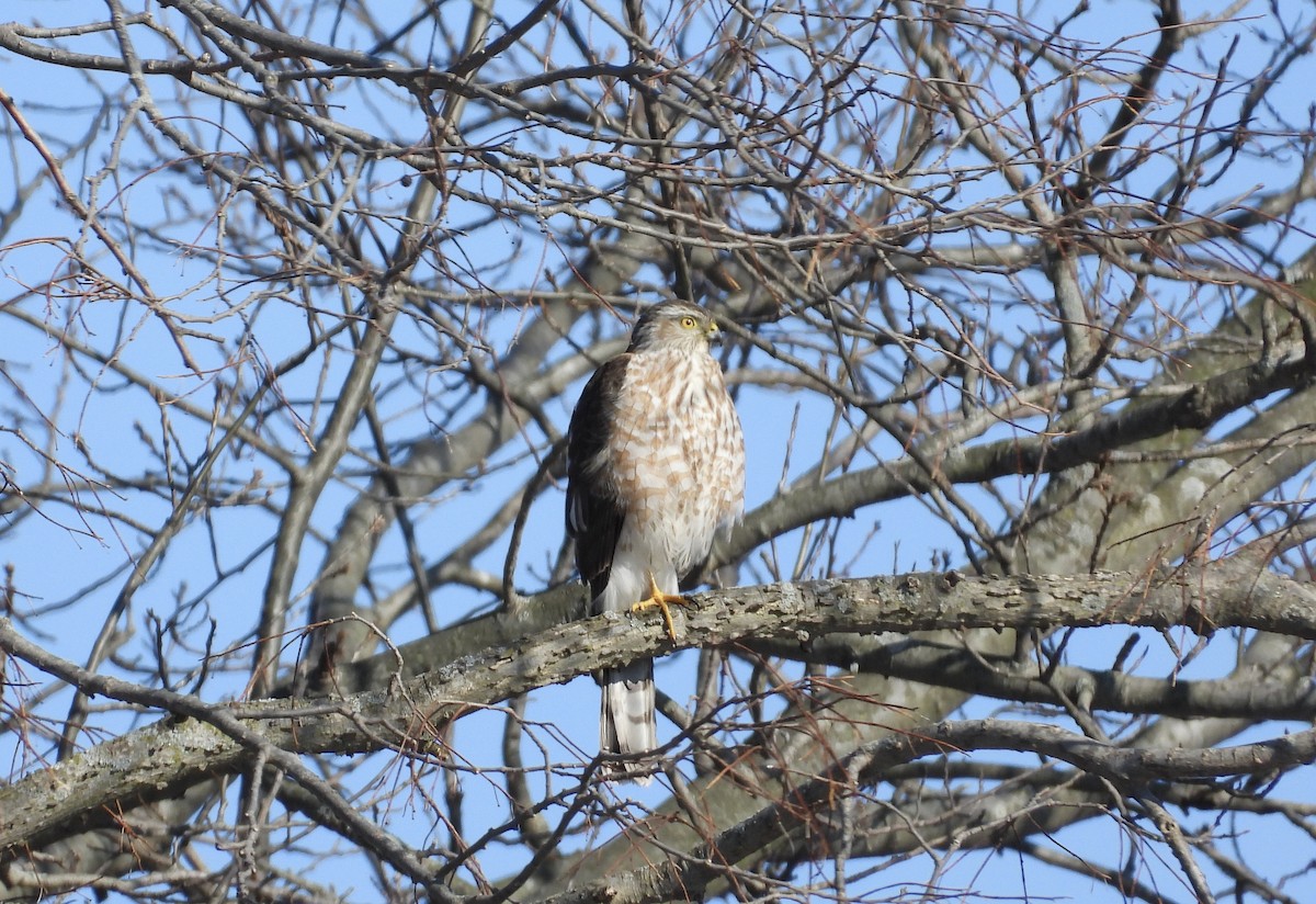 Sharp-shinned Hawk - ML210305921