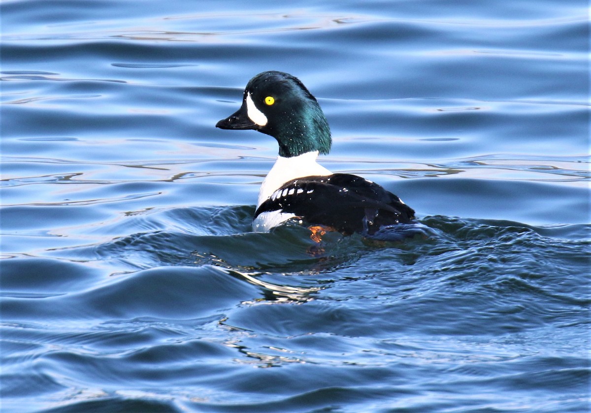 Barrow's Goldeneye - Blair Bernson