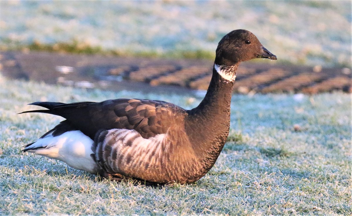 Branta musubeltza - ML210307381