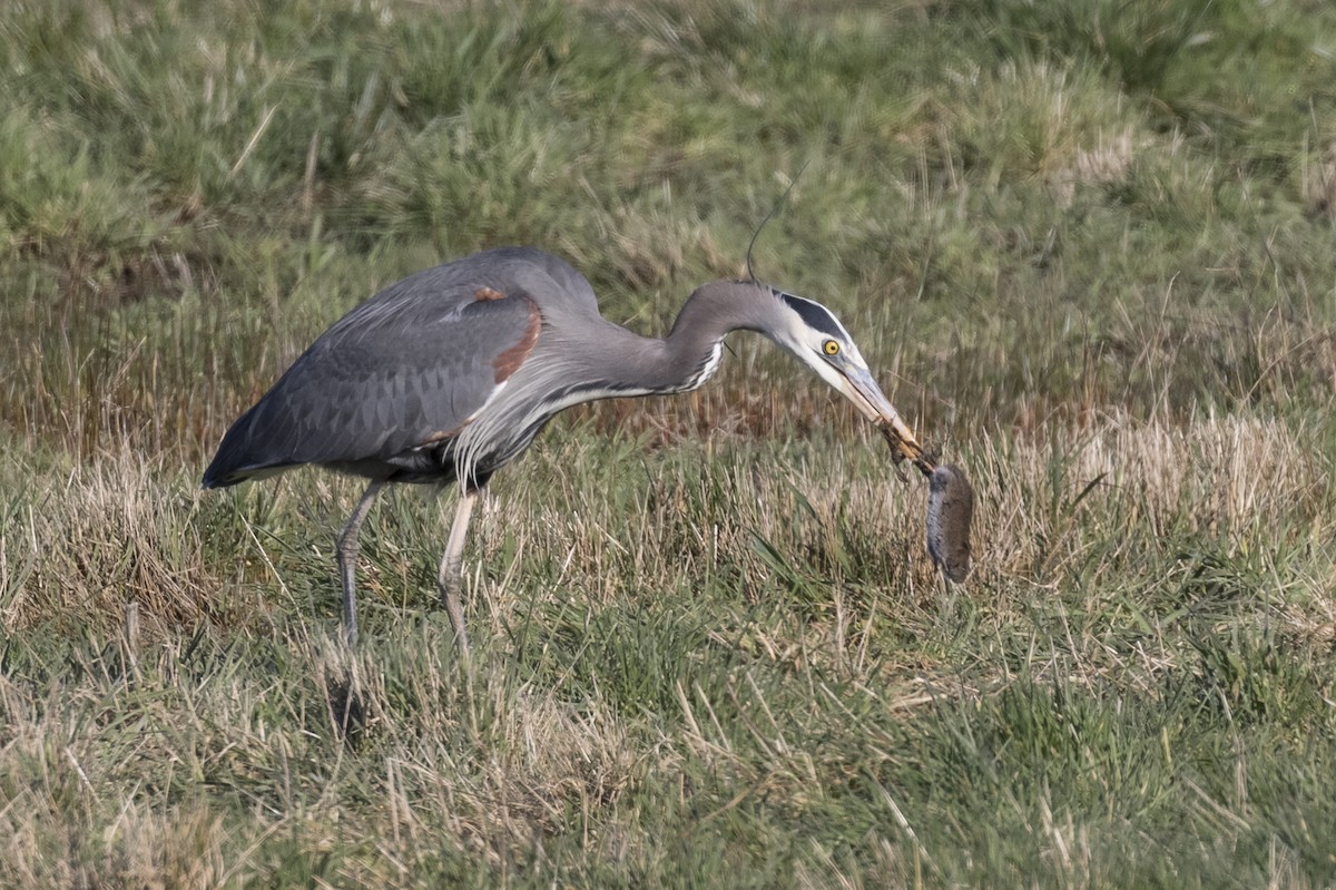 Great Blue Heron - Anthony Gliozzo