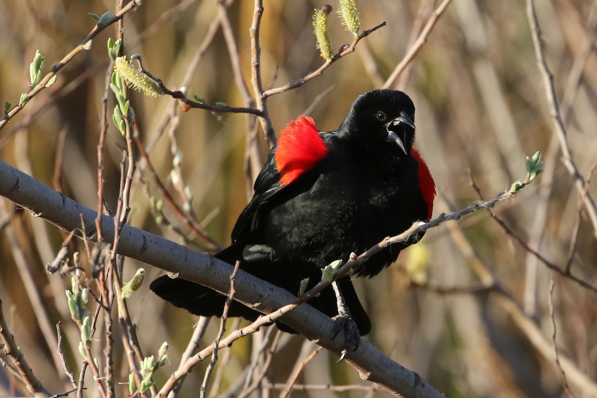 Red-winged Blackbird - ML210310111