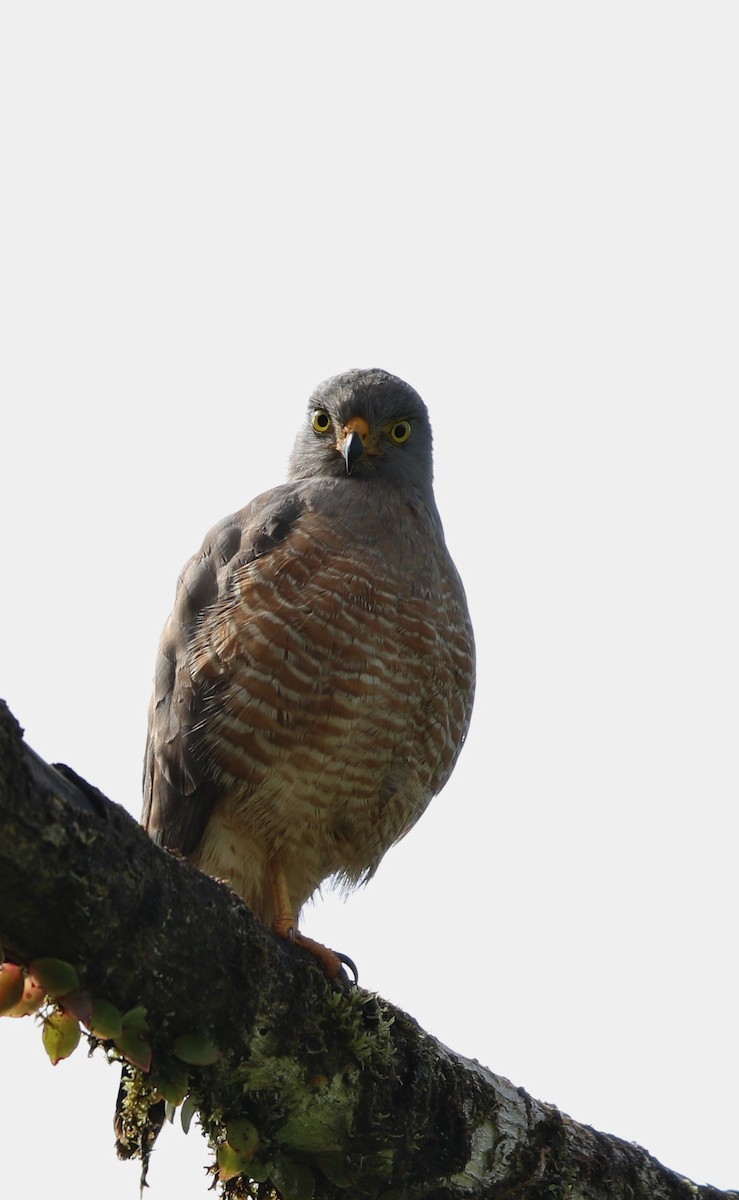 Roadside Hawk - ML21031191