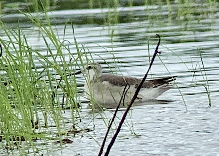 Wilson's Phalarope - ML210312011