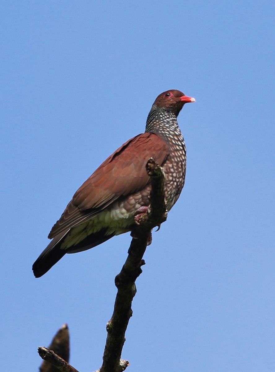 Scaled Pigeon - ML21031221