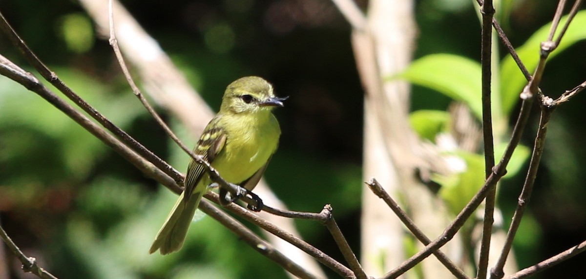 Yellow Tyrannulet - ML21031231