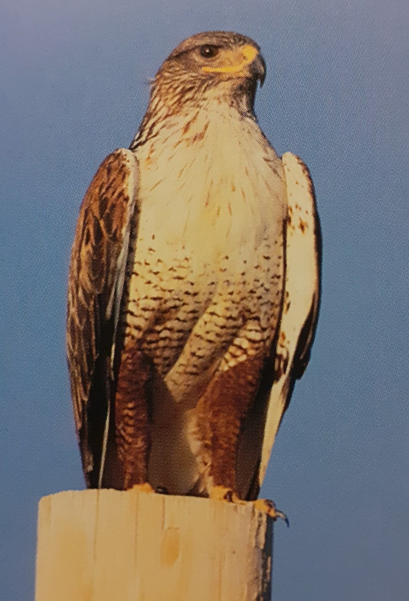 Ferruginous Hawk - ML210314441