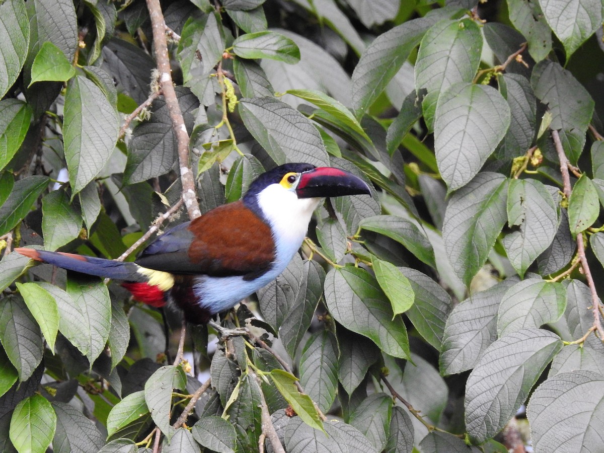 Black-billed Mountain-Toucan - Albeiro Erazo Farfán