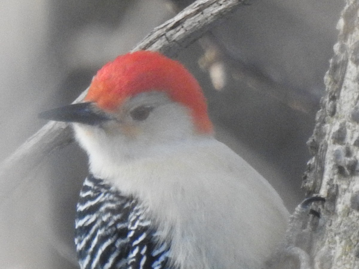 Red-bellied Woodpecker - Clayton Will
