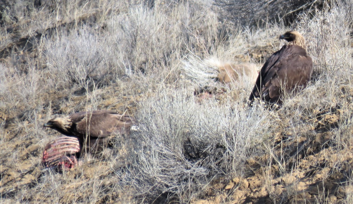Golden Eagle - ML210315521