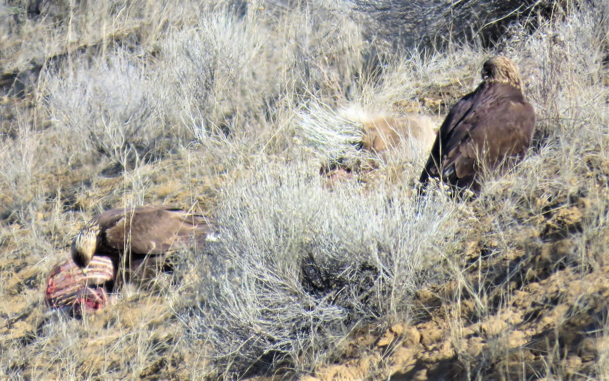 Golden Eagle - ML210315531