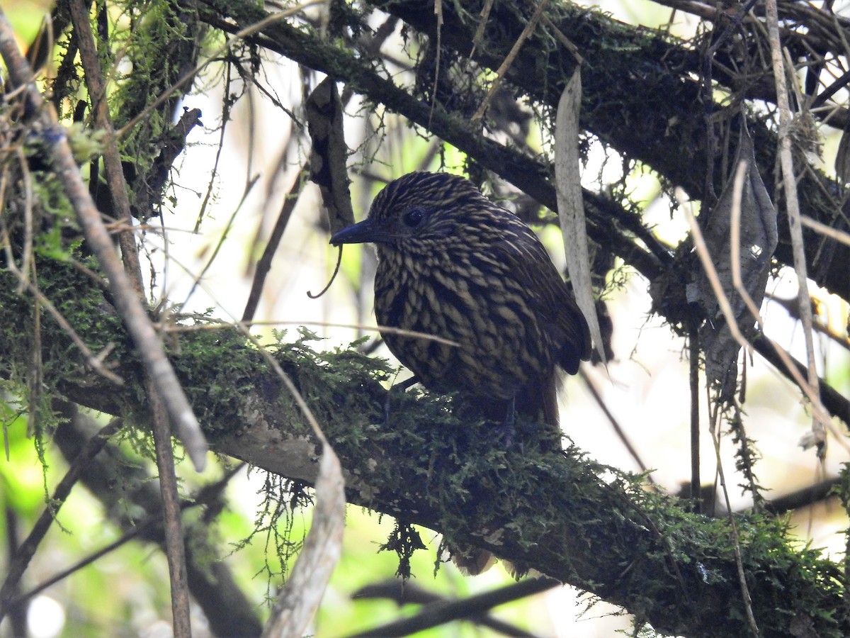 Flammulated Treehunter - Albeiro Erazo Farfán